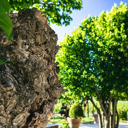 Domaine Des Peyre Apartment *